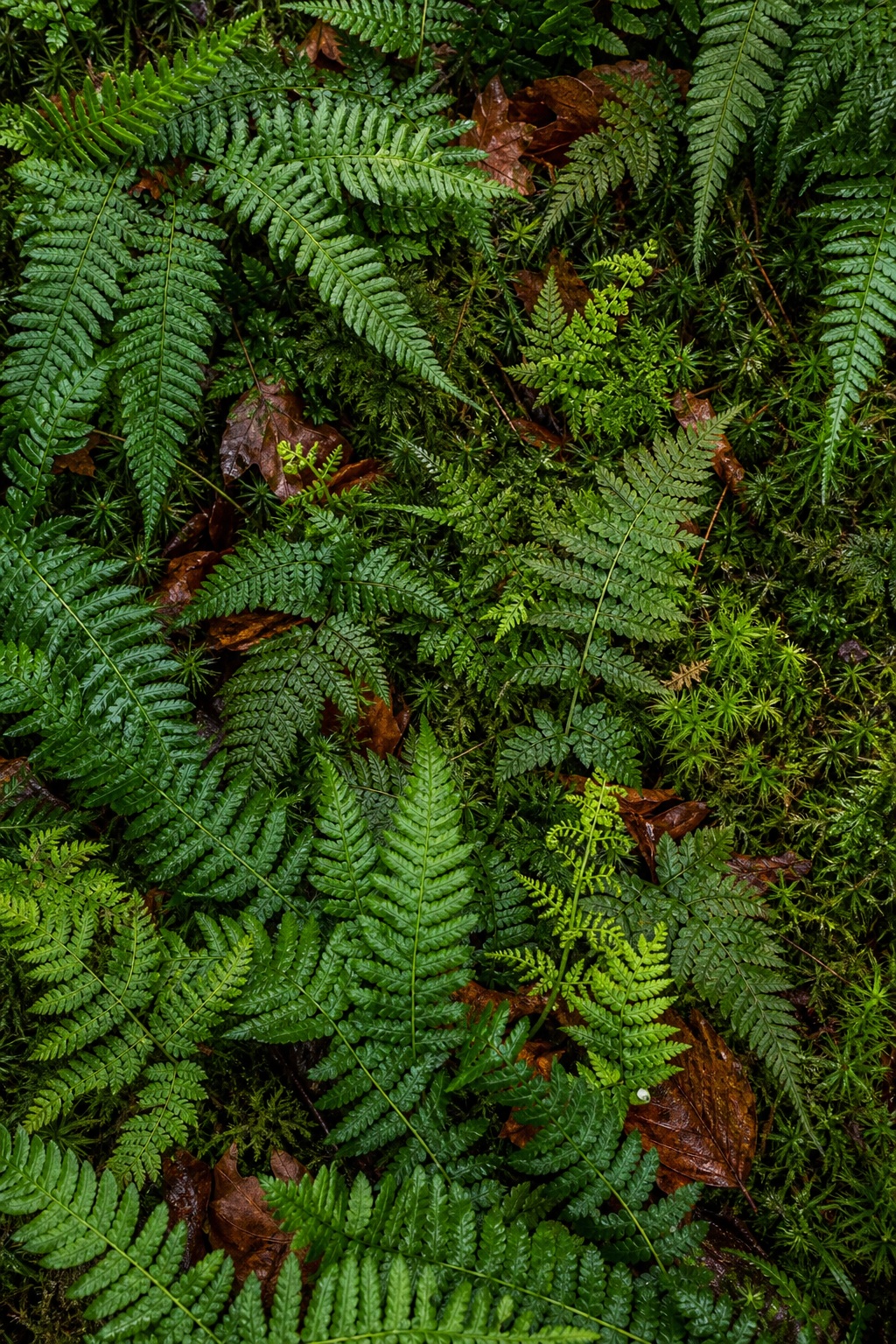 Preview for Autumn Green Fern Pinnae Stock Background