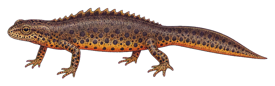 Preview for Newt Vintage Sticker Graphic