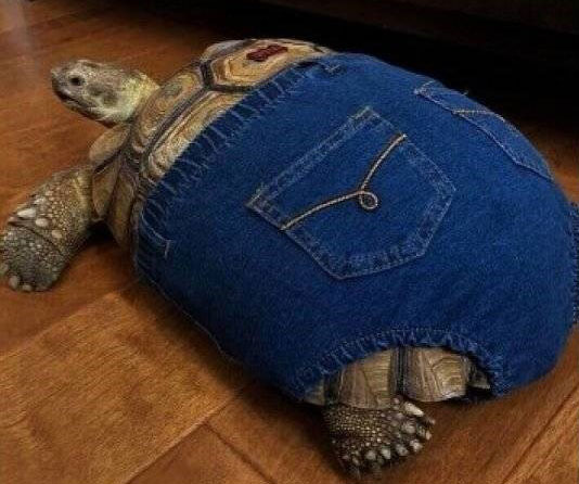 Preview for Tortoise-in-jeans-summer-meme-background-12a9e