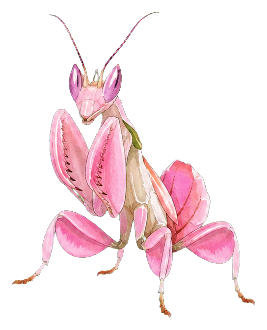 Preview for Pink Orchid Mantis Sticker