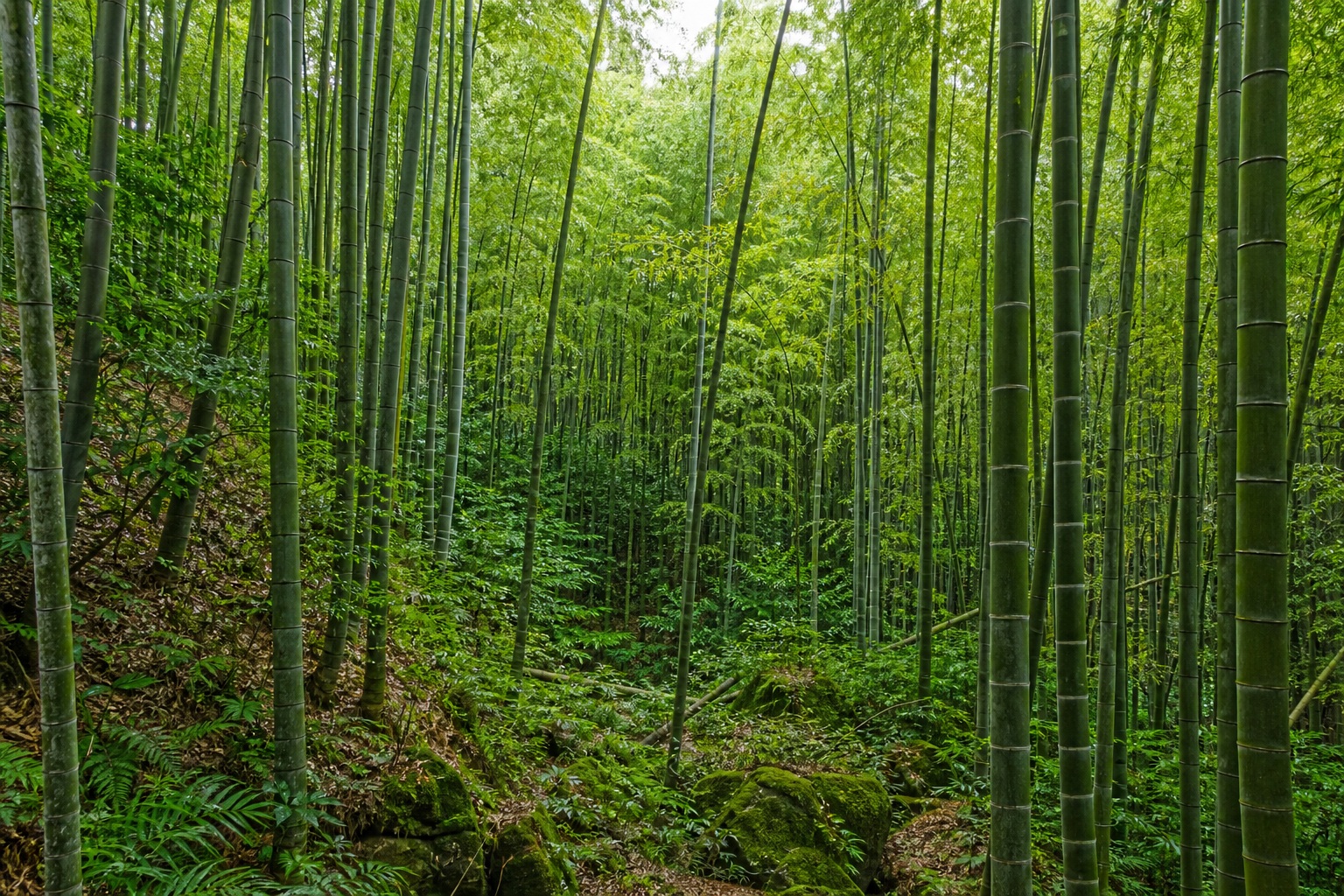 Preview for Bamboo Forest Background Stock Image