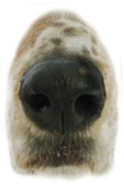 Preview for Dog-nose-close-up-mouths-sticker-216ea