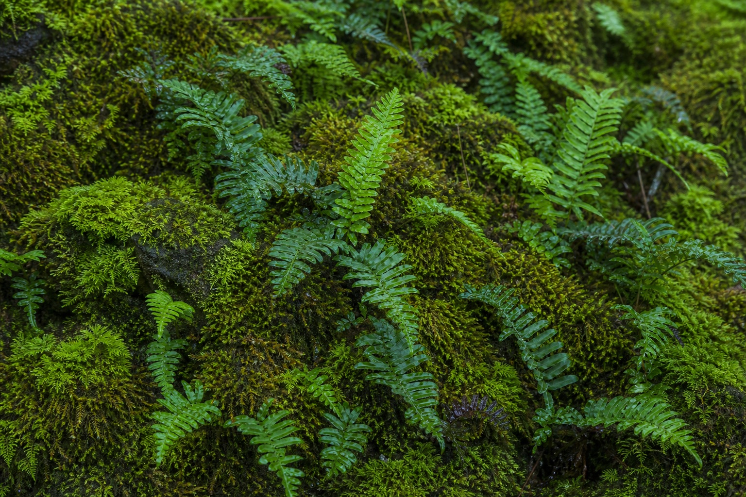 Preview for Cool Mist Fern Texture Stock Background