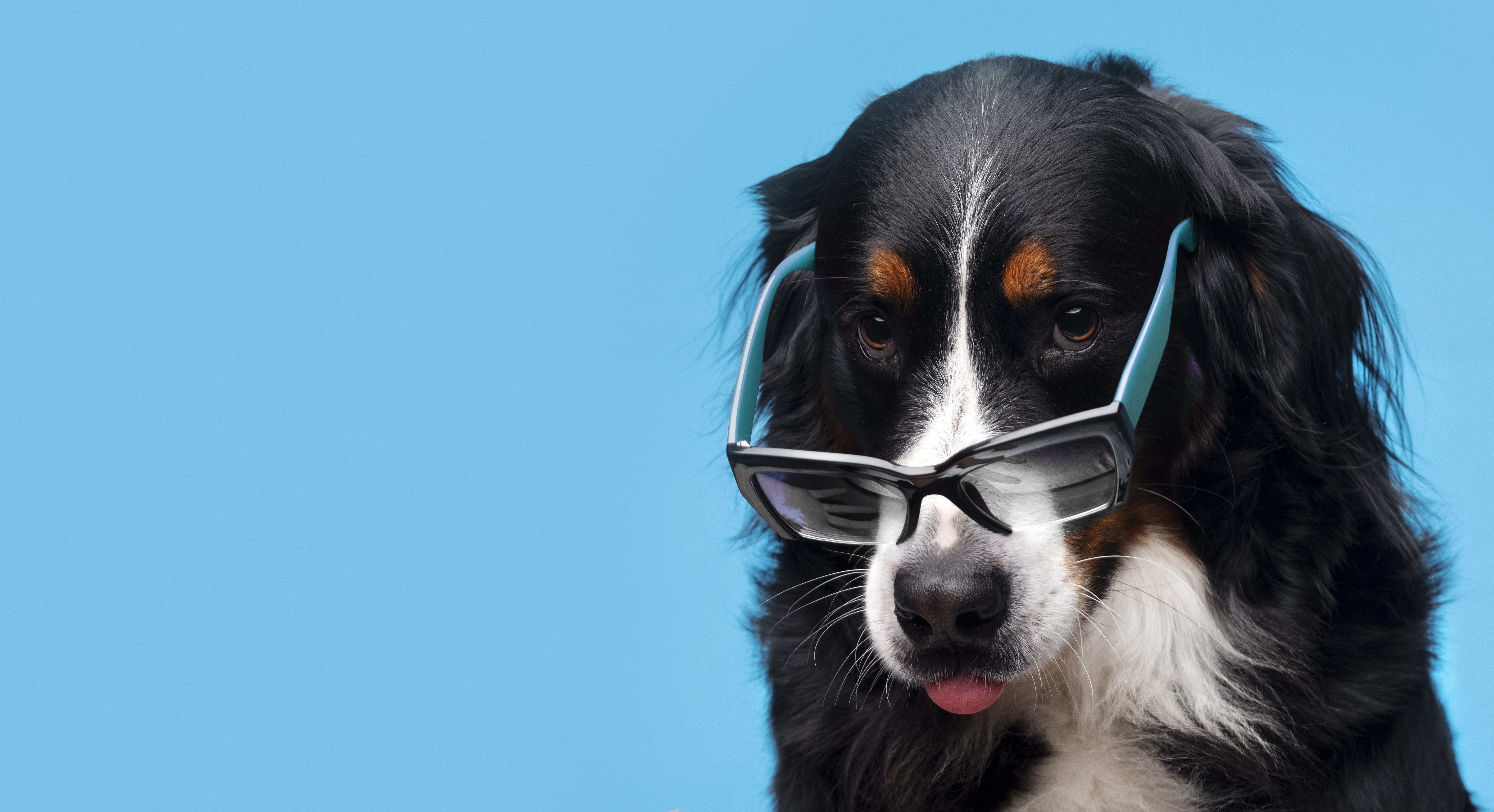 Preview for Dog-wearing-glasses-dog-meme-background-106e5