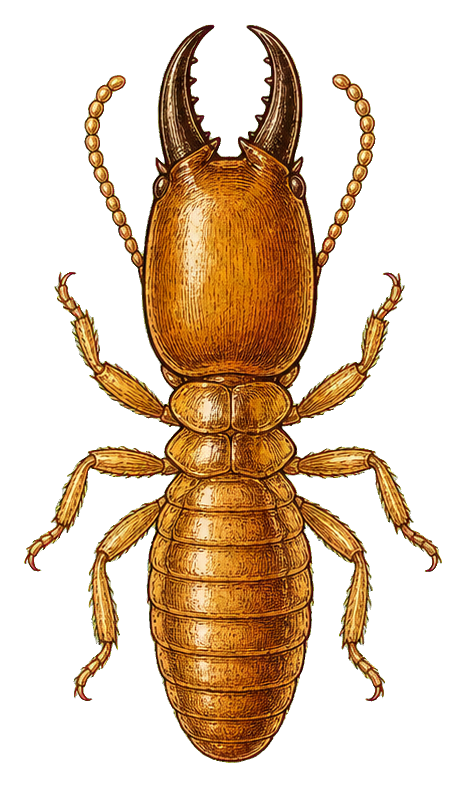 Golden vintage insect specimen with segmented body, antennae, and six legs