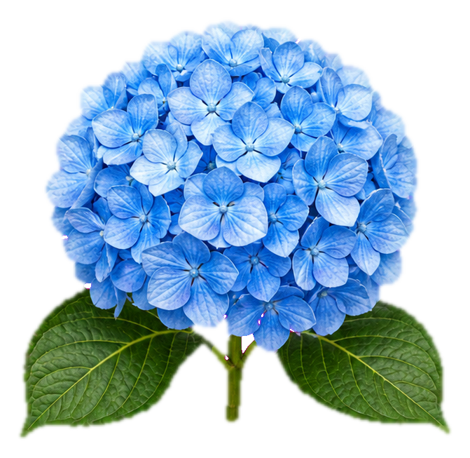 Preview for Blue Hydrangea Sticker For Floral Designs