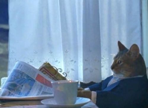 Preview for Suited-cat-reading-newspaper-cat-meme-background-babc0