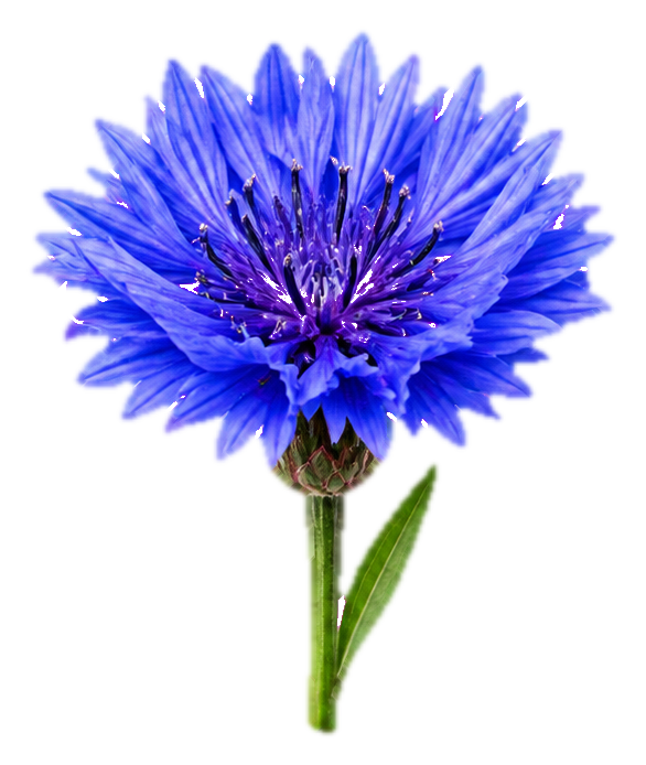 Preview for Blue Cornflower Sticker With Side Leaf