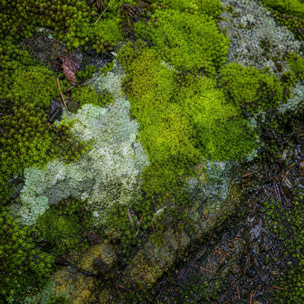 Preview for Moss Covered Stone Background