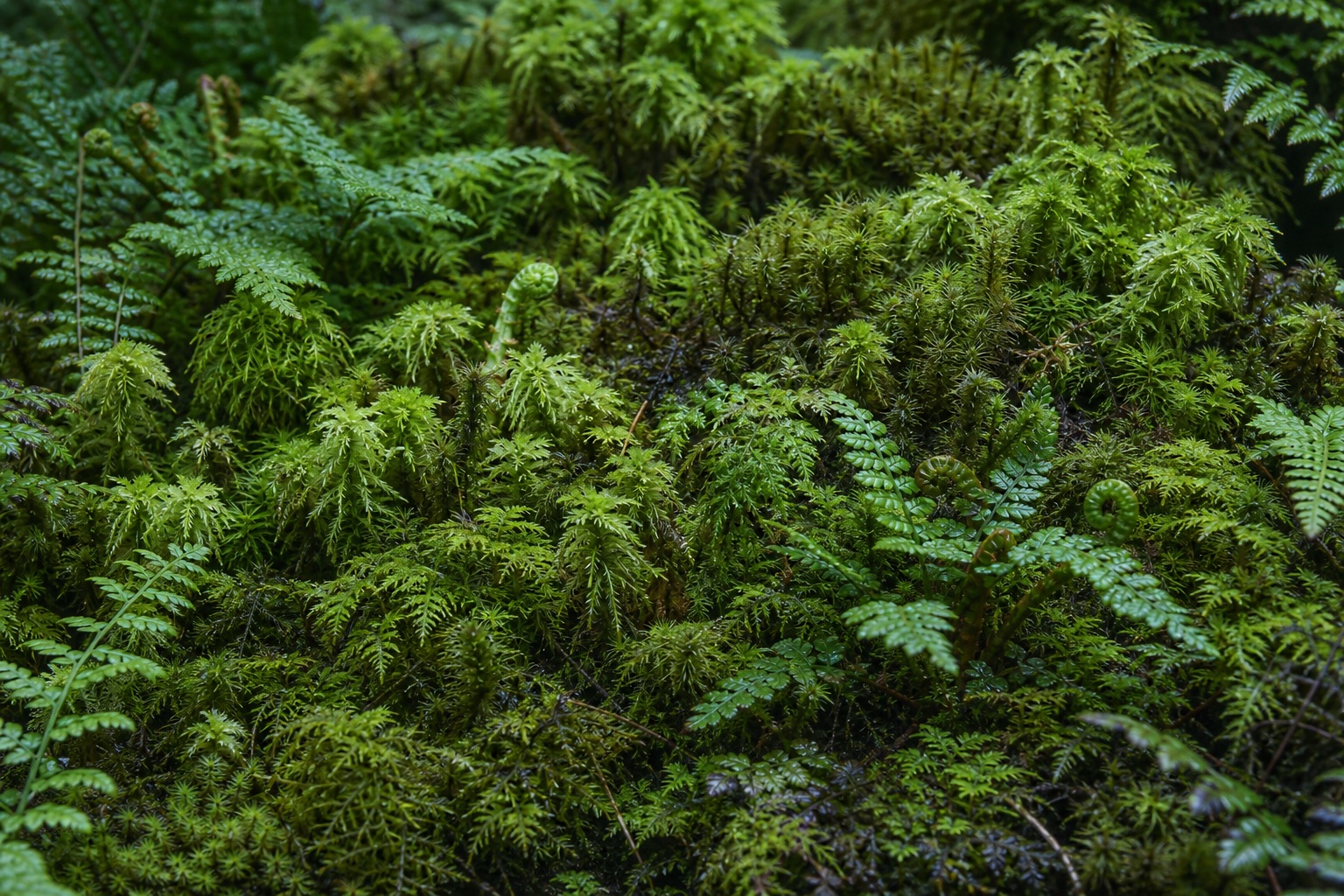 Preview for Cool Mist Haircap Moss Spires Background