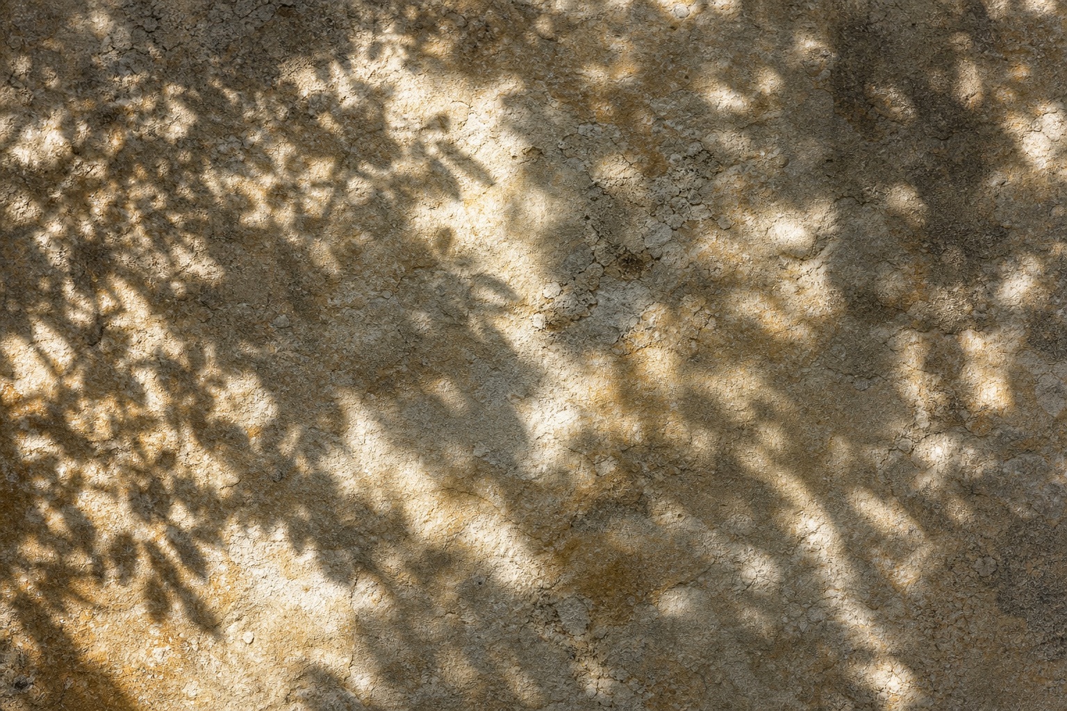 Preview for Botanical Shadow Study Background