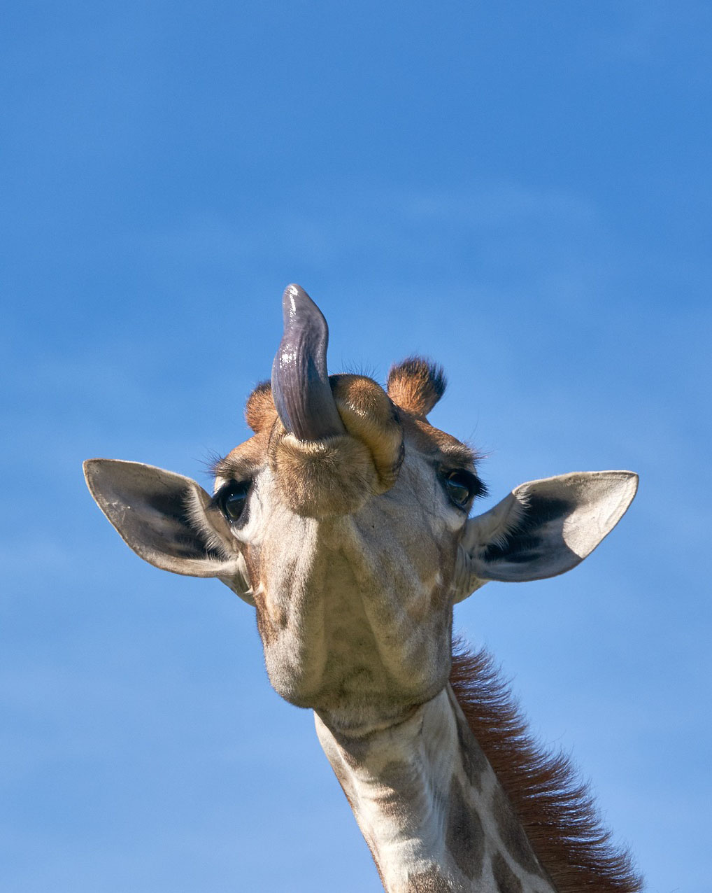Preview for Giraffe-portrait-wildlife-animal-meme-background-0207b