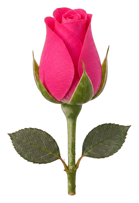 Preview for Rosebud Sticker For Photo Designs