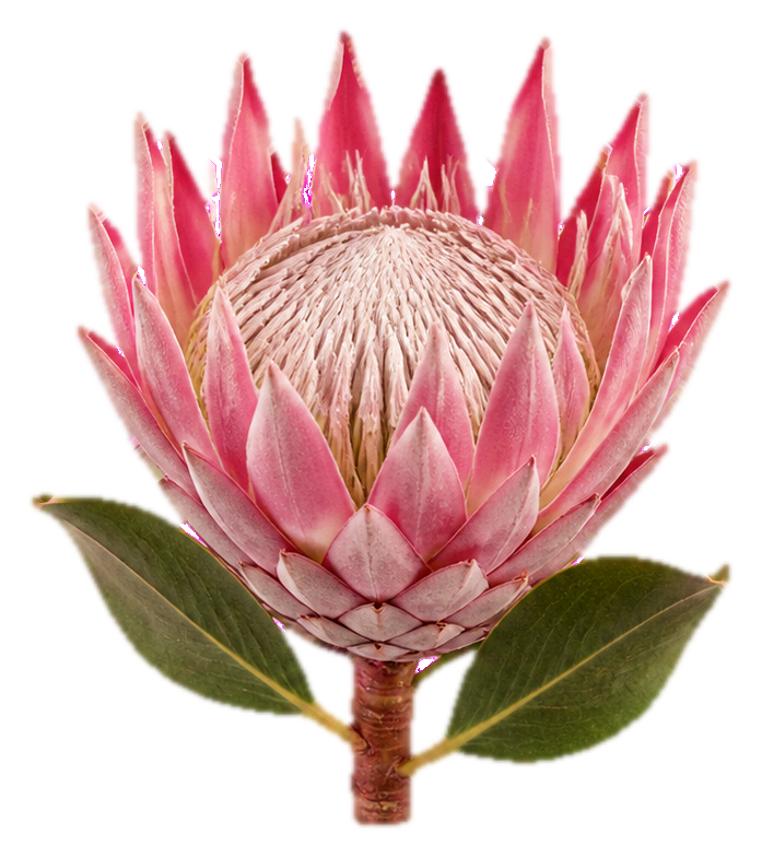 Preview for King Protea Sticker Graphic