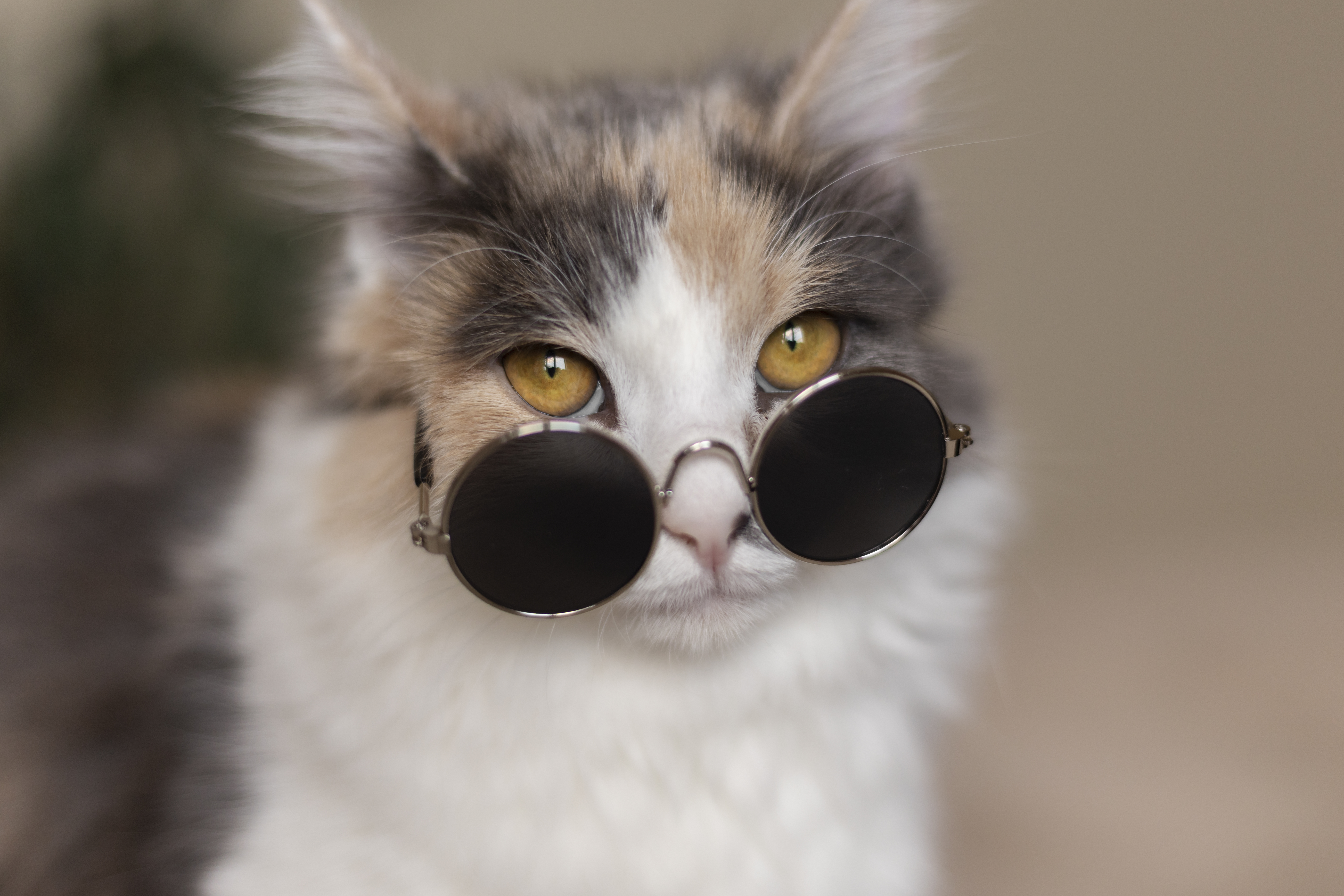 Preview for Cool-cat-sunglasses-cat-meme-background-f10f4