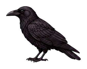 Black raven standing in profile with detailed feathers on a transparent background