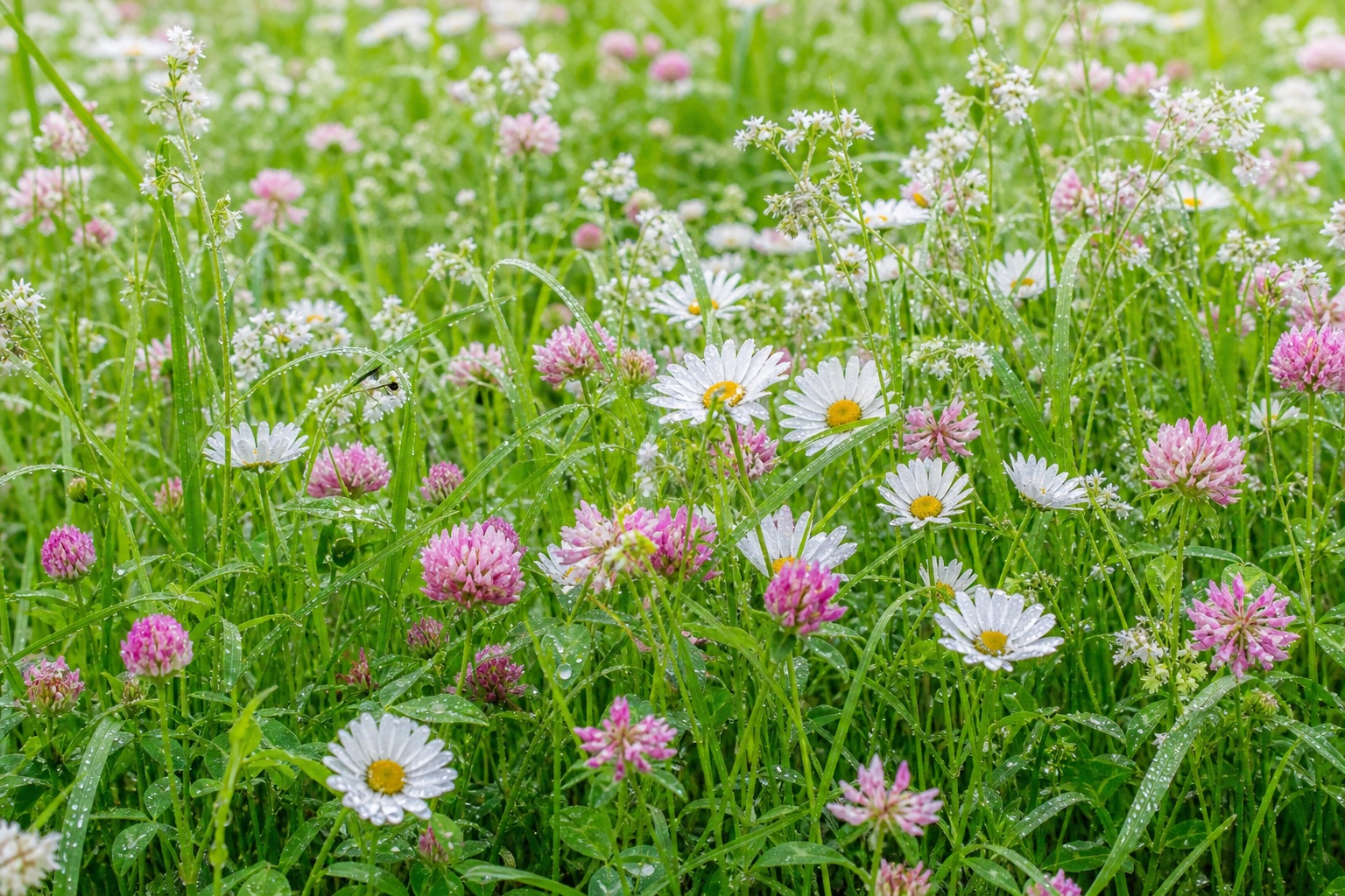 Preview for Rain Fresh Meadow Spring Flower Background