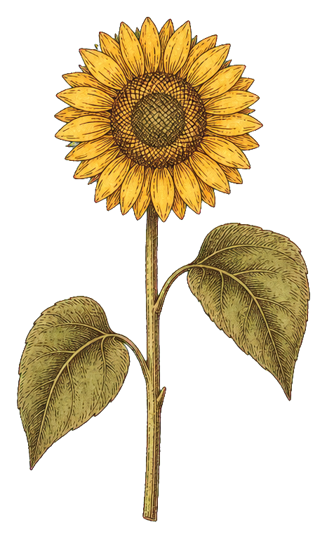 Vintage sunflower illustration with two leaves on a stem