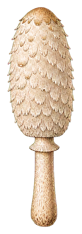 Preview for Shaggy Mane Mushroom Sticker