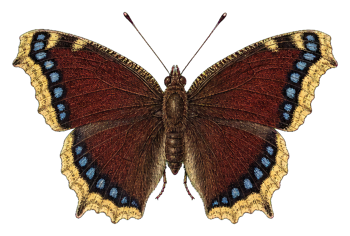 Preview for Mourning Cloak Butterfly Sticker