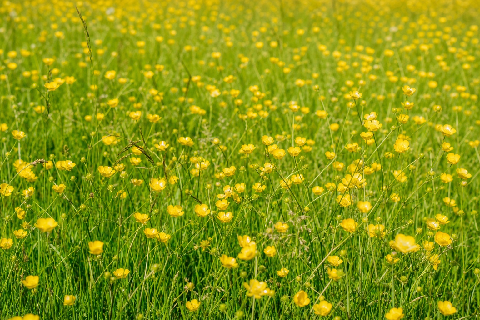 Preview for Buttercup Grass Field Background