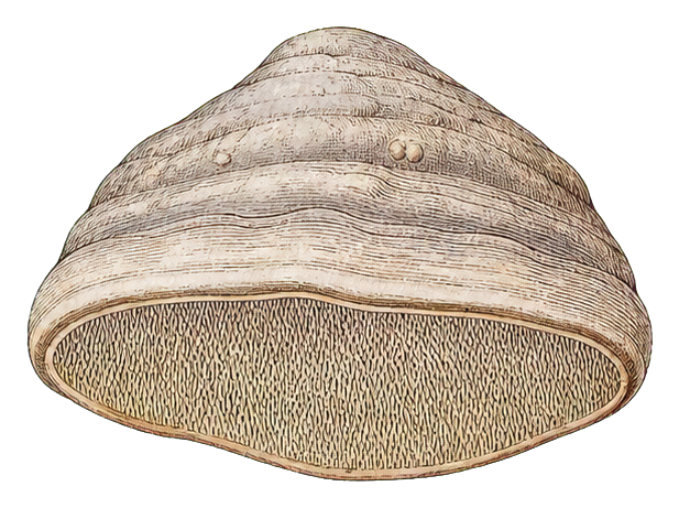 Preview for Artist's Conk Vintage Mushroom Sticker