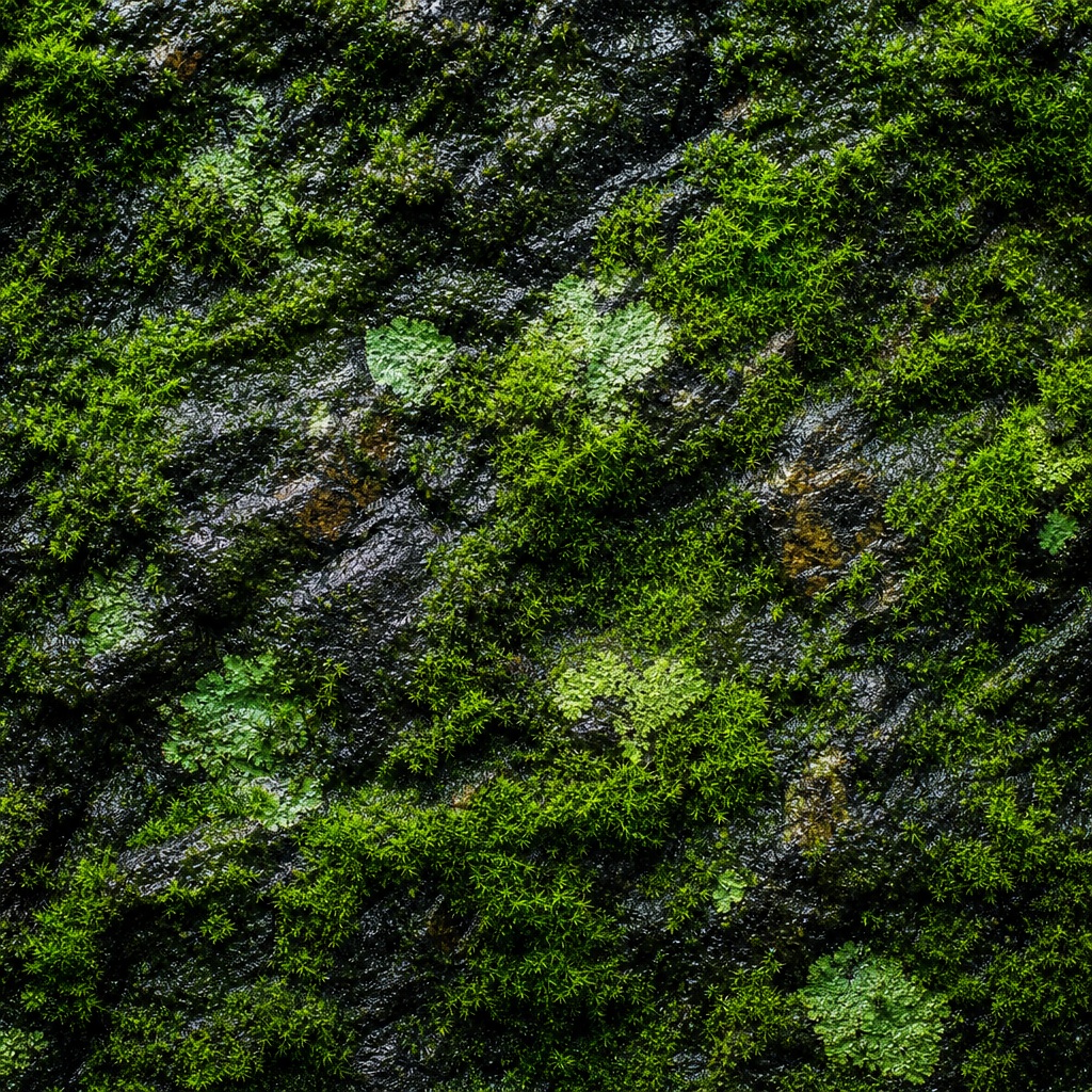 Preview for Moss Covered Stone Background
