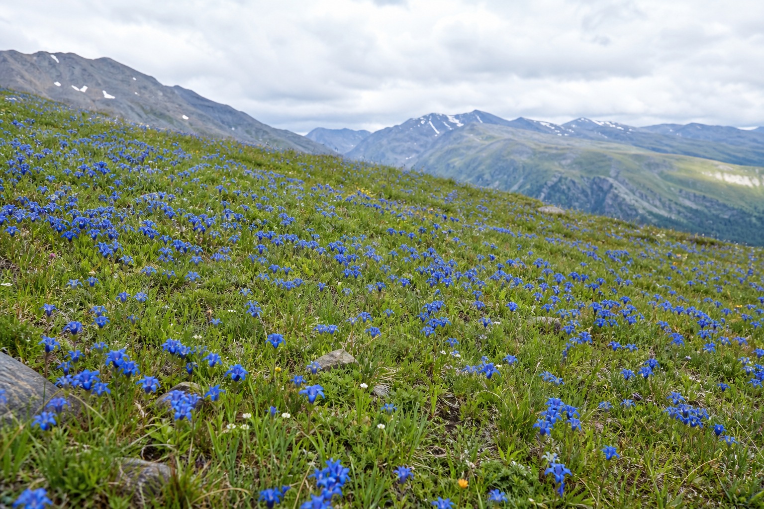 Preview for Blue Flower Slope Alpine Meadow Background