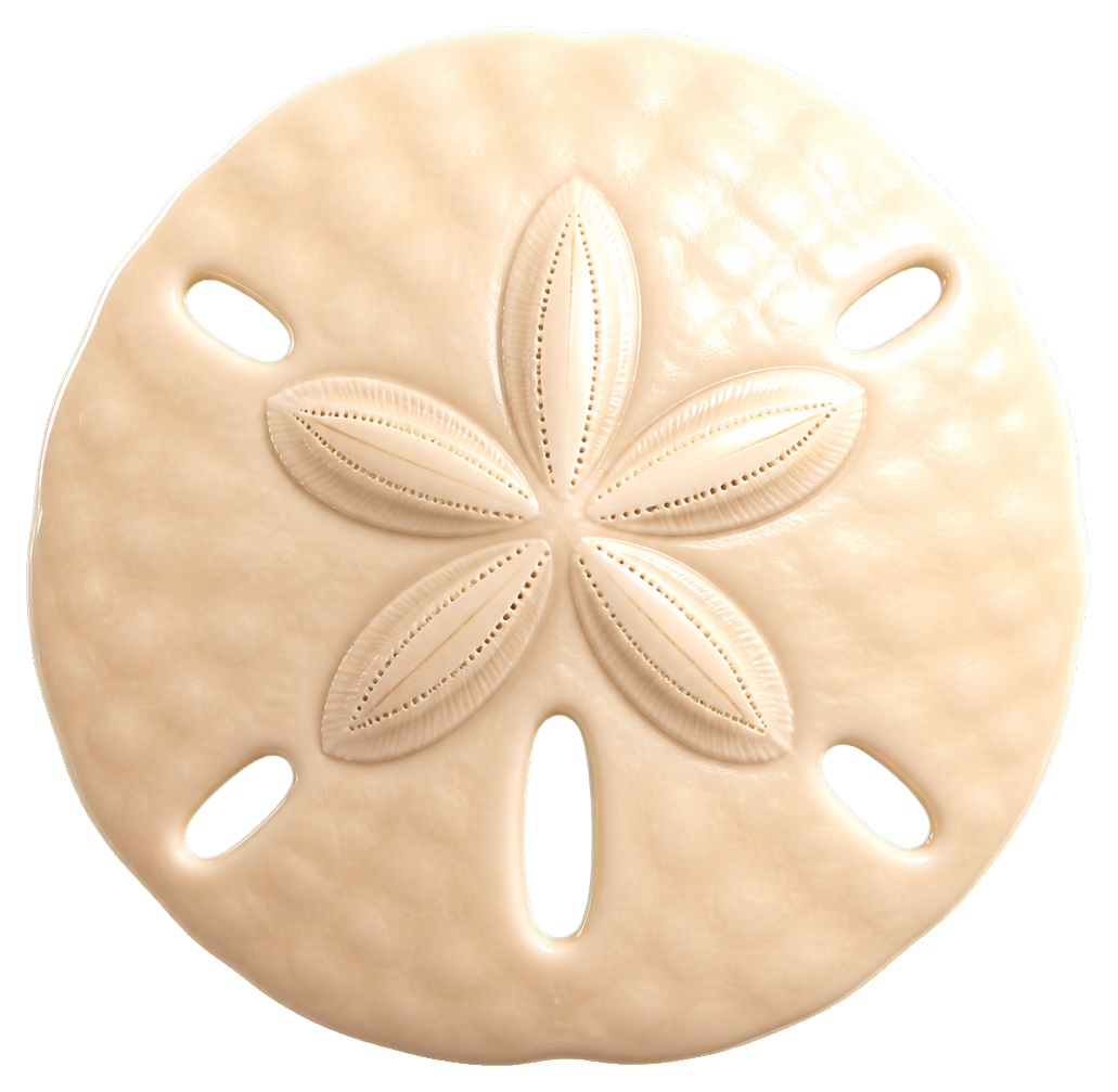 Preview for Sand Dollar Sticker