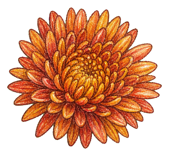 Preview for Bronze Chrysanthemum Sticker