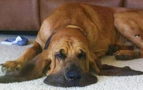 Preview for Relaxed-dog-on-carpet-summer-meme-background-e41c6