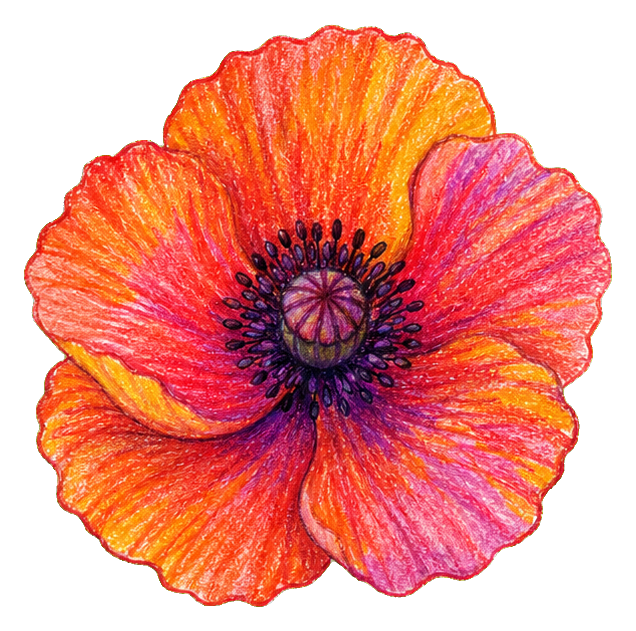 Preview for Crayon Pastel Poppy Sticker