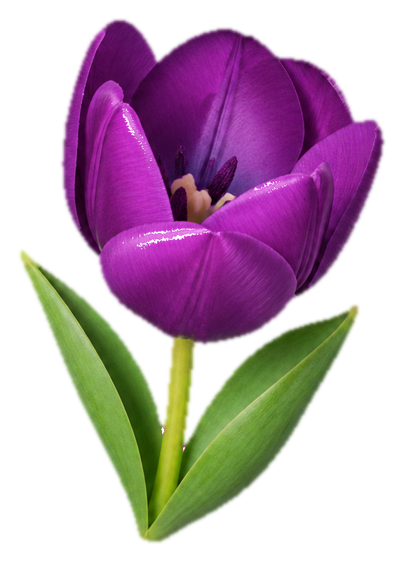 Preview for Purple Tulip Sticker For Photo Designs