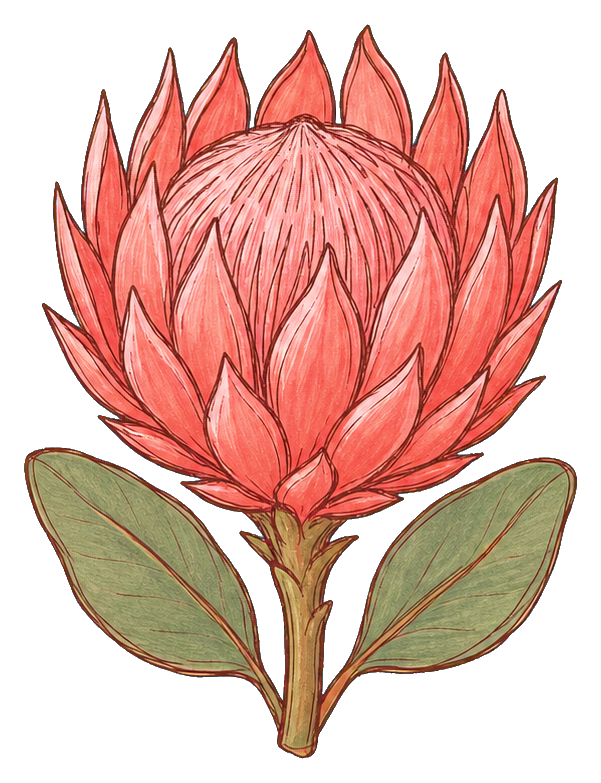 Coral protea bloom with layered pink coral petals and two green leaves.