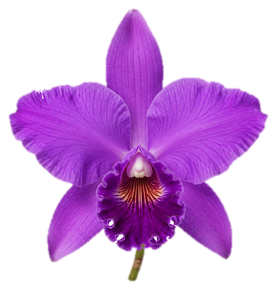Preview for Purple Cattleya Orchid Sticker
