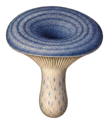 Blue indigo milk cap mushroom with a rounded cap and pale stem