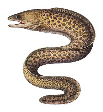 Preview for Vintage Moray Eel Sticker