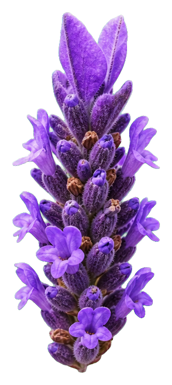 Photorealistic purple English lavender flower spike with small blossoms and buds