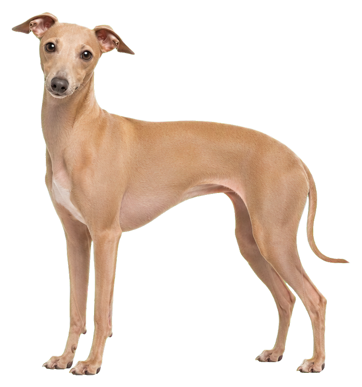 Realistic fawn Italian greyhound standing in profile as a sticker graphic.