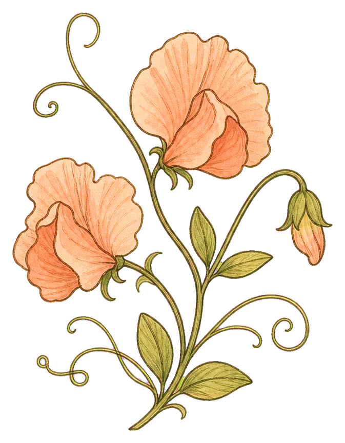 Preview for Peach Sweet Pea Vine Sticker