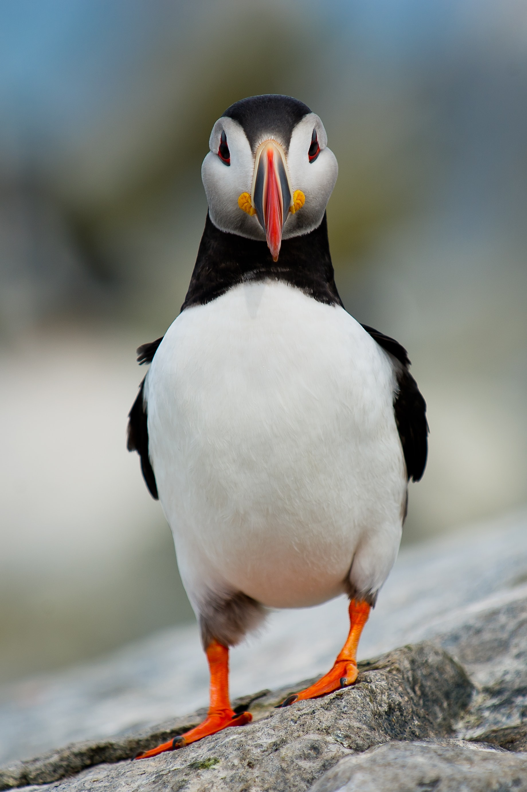 Preview for Atlantic-puffin-rocky-coast-animal-background-9c784