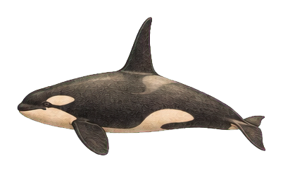 Preview for Orca Vintage Marine Life Sticker