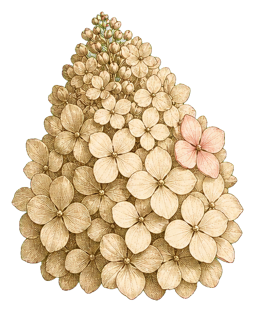 Preview for Vintage Ivory Panicle Hydrangea Sticker