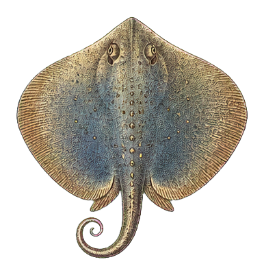 Preview for Vintage Stingray Sticker