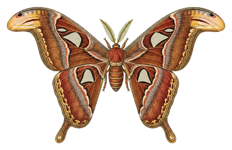 Preview for Atlas Moth Sticker