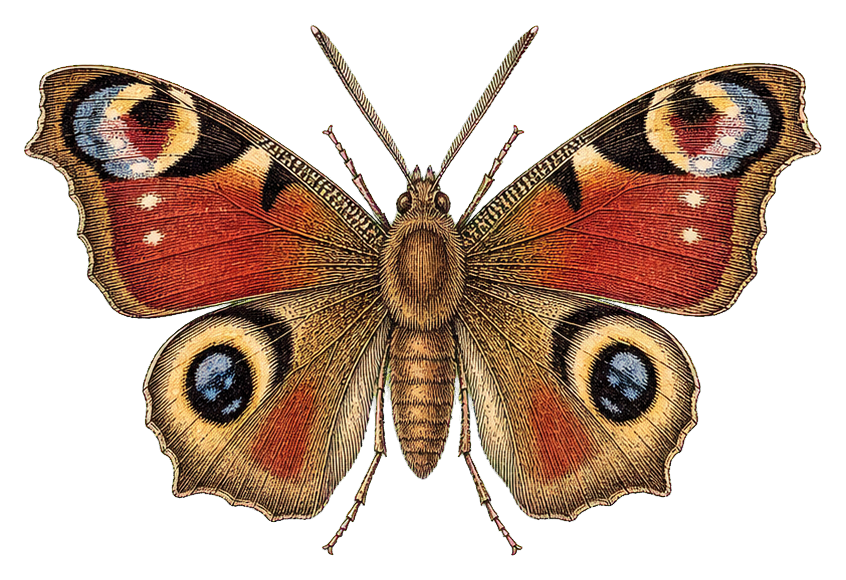 Preview for Io Moth Vintage Sticker