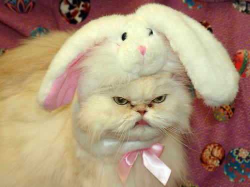 Preview for Grumpy-cat-bunny-costume-easter-meme-background-85435