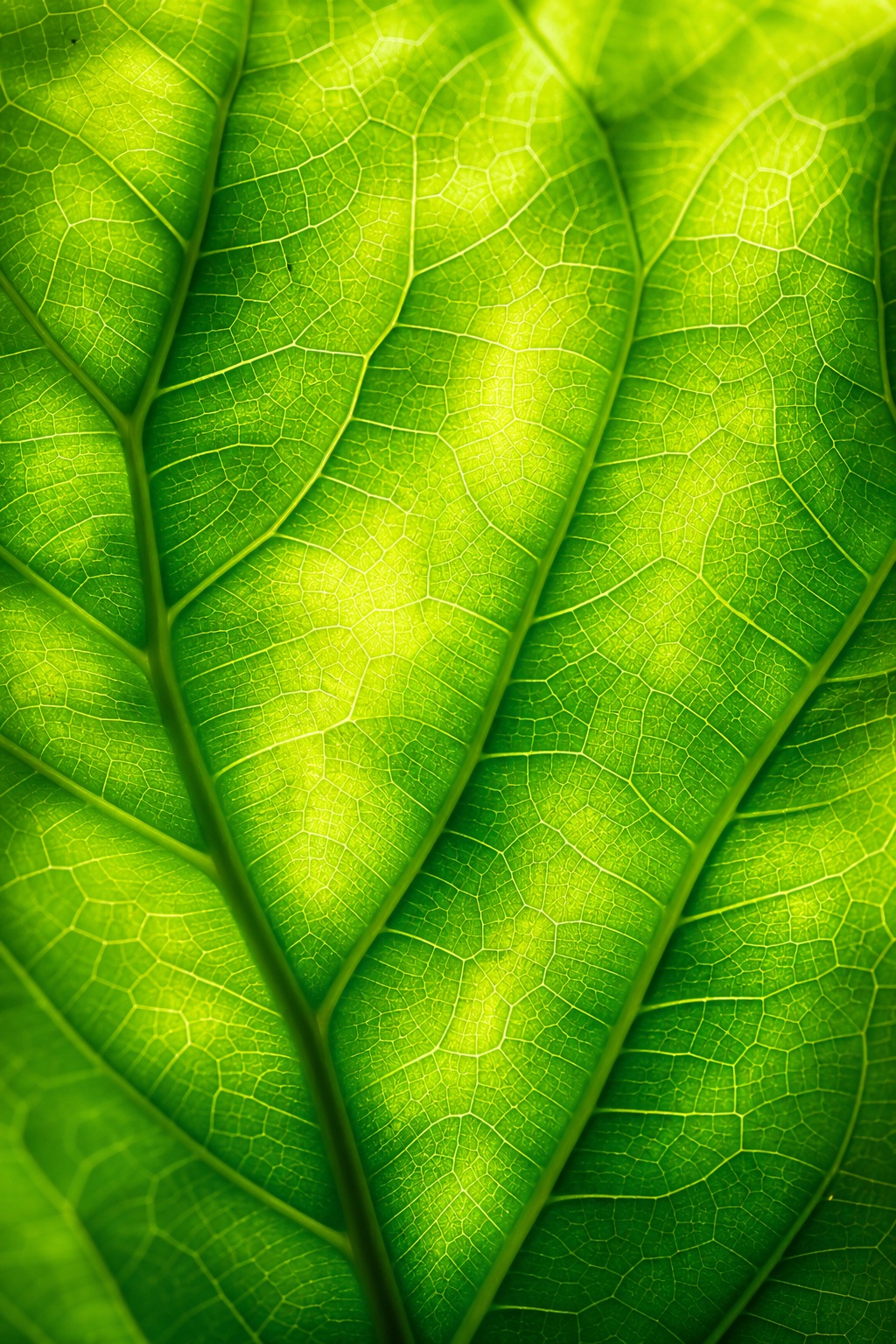 Close-up of a bright green leaf with detailed veins and organic texture