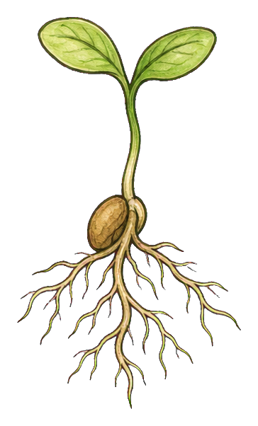 Preview for Sprouting Seedling With Roots Sticker