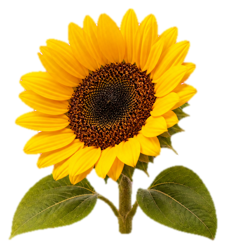 Preview for Sunflower Botanical Sticker For Photo Designs